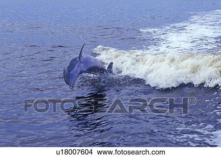 Dolphin playing in water View Large Photo Image Picture - Dolphin playing in water. Fotosearch