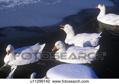 Ducks on a New England pond View Large Photo Image Stock Image - Ducks on a New England pond. Fotosearch