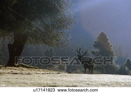 Stock Image - Elk at sunrise. Fotosearch