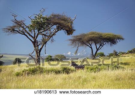 Stock Image - Endangered Grevy's Zebra and Acacia Tree. Fotosearch