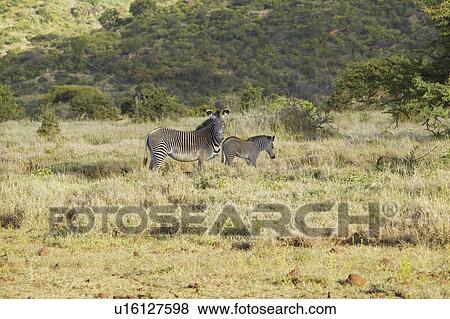 Endangered Grevy's Zebra and Impala View Large Photo Image Stock Photo - Endangered Grevy's Zebra and Impala. Fotosearch
