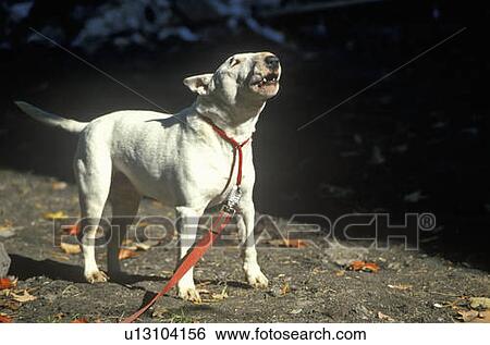 English Bull Terrier on leash View Large Photo Image Stock Photograph - English Bull Terrier on leash. Fotosearch