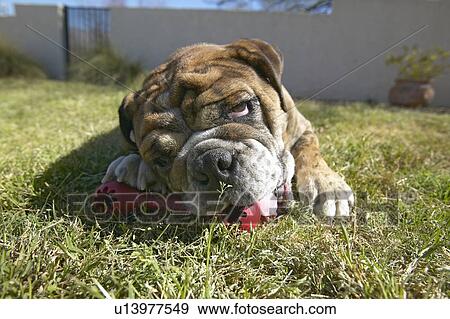 English bulldog View Large Photo Image Stock Photo - English bulldog. Fotosearch
