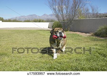 English bulldog View Large Photo Image Stock Photo - English bulldog. Fotosearch