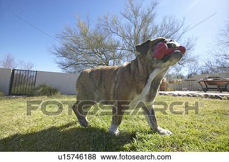 English bulldog with red bone named Luka playing in back yard View Large Photo Image Stock Photo - English bulldog with red bone named Luka playing in back yard. Fotosearch