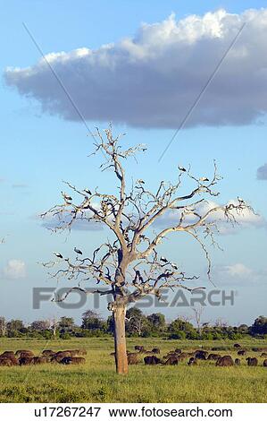 Stock Photo - European storks in tree and cape buffalo at sunset. Fotosearch
