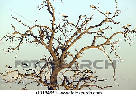 European storks in tree at sunset View Large Photo Image Stock Image - European storks in tree at sunset. Fotosearch