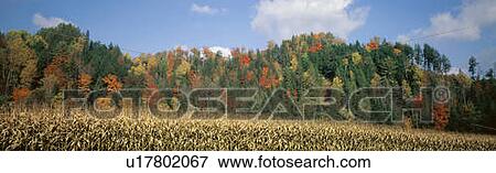 Stock Photo - Fall colors and corn harvest in autumn. Fotosearch