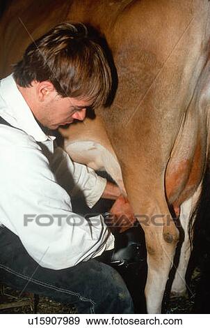 Stock Photo - Farmer milking a cow. Fotosearch