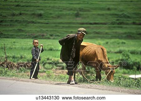 Farmer with son and cow in Kunming, Yunnan Province, People's Republic of China View Large Photo Image Stock Image - Farmer with son and cow in Kunming, Yunnan Province, People's Republic of China. Fotosearch