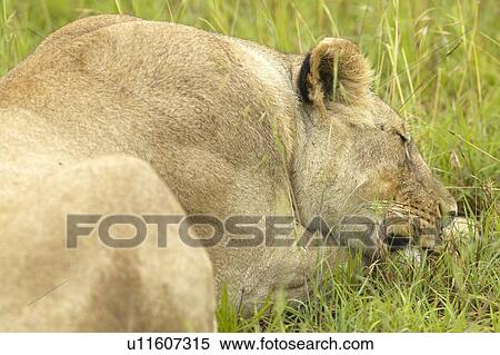 Stock Photography - Female lion sleeping in grasslands of Masai Mara. Fotosearch