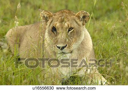 Female with one eye in grasslands of Masai Mara View Large Photo Image Stock Image - Female with one eye in grasslands of Masai Mara. Fotosearch