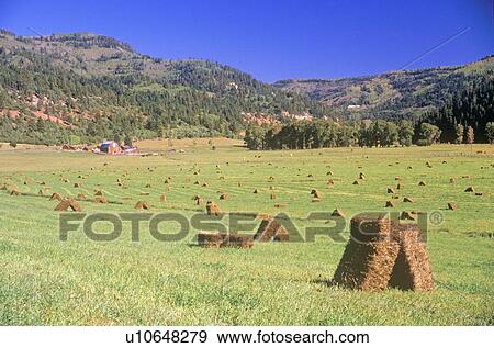 Field of baled hay View Large Photo Image Stock Photo - Field of baled hay. Fotosearch