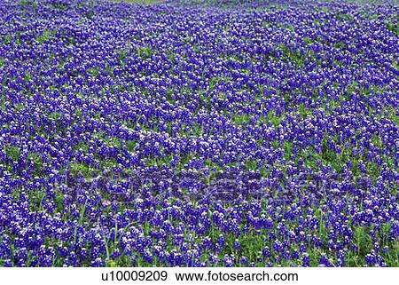 Field of bluebonnets in bloom Spring Willow City Loop Rd. TX View Large Photo Image Stock Photo - Field of bluebonnets in bloom Spring Willow City Loop Rd. TX. Fotosearch