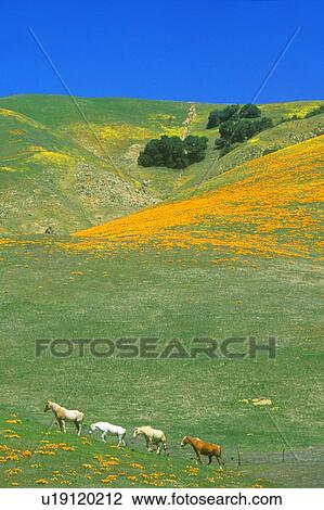 Stock Image - Field of California poppies in bloom with wildflowers, Lancaster, Antelope Valley, CA. Fotosearch