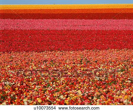 Picture - Field of flowers. Fotosearch