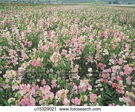 Stock Image - Field of flowers. Fotosearch
