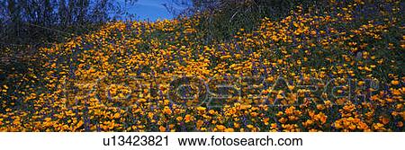 Field of spring wildflowers View Large Photo Image Stock Image - Field of spring wildflowers. Fotosearch