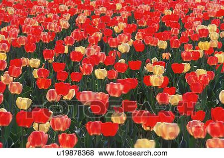 Field of Tulips View Large Photo Image Stock Photo - Field of Tulips. Fotosearch