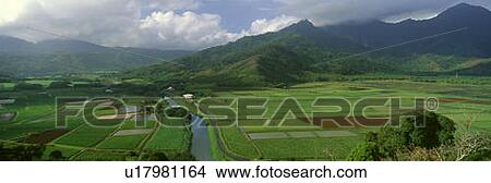 Fields of Taro, Hanalei Valley Overlook, Kauai, Hawaii View Large Photo Image Picture - Fields of Taro, Hanalei Valley Overlook, Kauai, Hawaii. Fotosearch