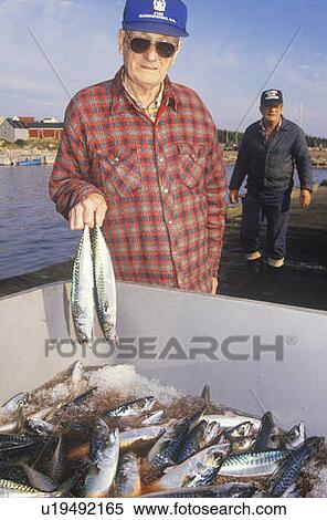 Fisherman with catch of mackerel View Large Photo Image Stock Photography - Fisherman with catch of mackerel. Fotosearch