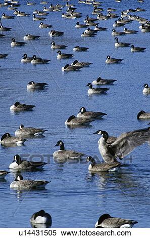 Flock of ducks on pond View Large Photo Image Stock Photography - Flock of ducks on pond. Fotosearch