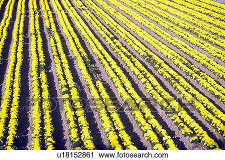 Flower farm, Lompoc, CA View Large Photo Image Stock Image - Flower farm, Lompoc, CA. Fotosearch