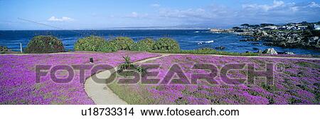 Flower-lined ocean walk at Pacific Grove, California View Large Photo Image Picture - Flower-lined ocean walk at Pacific Grove, California. Fotosearch