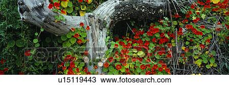 Stock Image - Flowers and log. Fotosearch