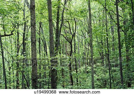 Stock Photo - Forest in Blue Ridge Mountains, VA in full foliage. Fotosearch