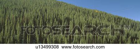 Forest of Pine Trees, Colorado View Large Photo Image Stock Photo - Forest of Pine Trees, Colorado. Fotosearch