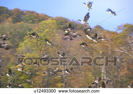 Geese taking flight in Autumn View Large Photo Image Stock Image - Geese taking flight in Autumn. Fotosearch