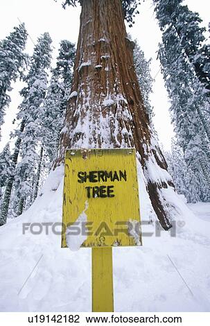 Stock Image - General Sherman Redwood Tree in Winter. Fotosearch