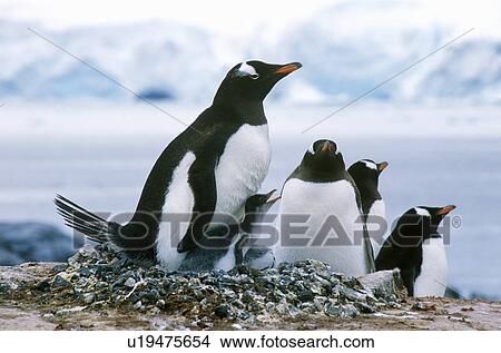 Picture - Gentoo penguins and chicks. Fotosearch