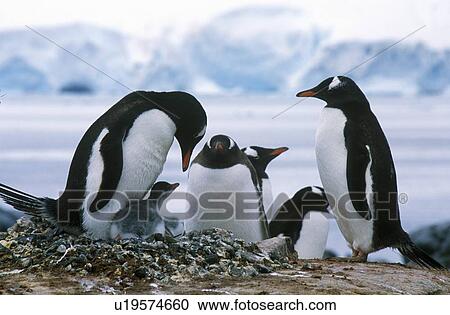 Stock Image - Gentoo penguins and chicks. Fotosearch