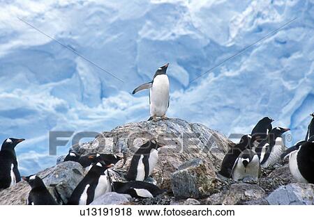 Stock Photo - Gentoo penguins and chicks. Fotosearch