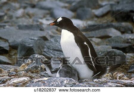 Gentoo penguins and chicks View Large Photo Image Stock Photo - Gentoo penguins and chicks. Fotosearch