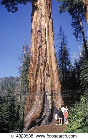 Stock Photo - Giant Sequoia Tree. Fotosearch