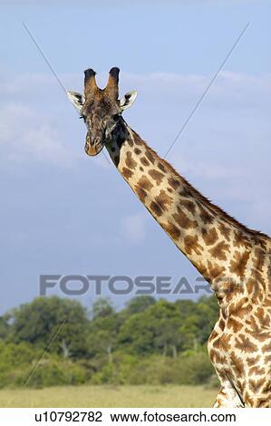 Stock Image - Giraffe in grasslands of Masai Mara. Fotosearch