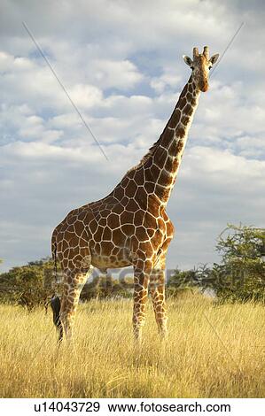 Giraffe in sunset light View Large Photo Image Stock Photo - Giraffe in sunset light. Fotosearch