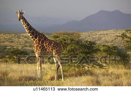 Giraffe in sunset View Large Photo Image Stock Image - Giraffe in sunset. Fotosearch