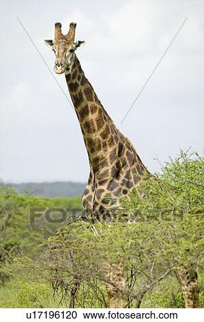 Giraffe View Large Photo Image Stock Image - Giraffe. Fotosearch