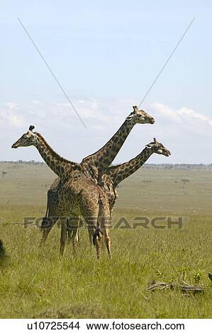Picture - Giraffes in grasslands of Masai Mara. Fotosearch