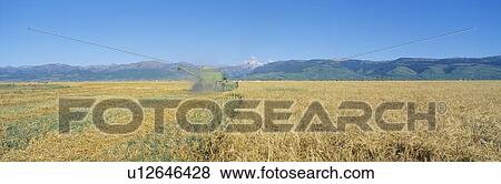 Stock Photo - Grain harvest, Grant Teton Mountains, Idaho. Fotosearch