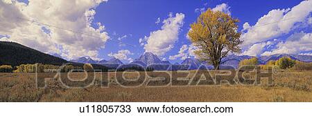 Stock Image - Grand Tetons and cotton tree in Grand Teton National Park, Wyoming. Fotosearch