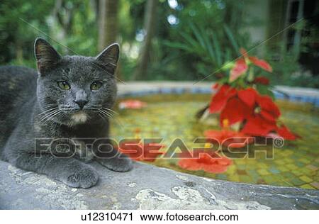Gray cat by lily pond View Large Photo Image Stock Image - Gray cat by lily pond. Fotosearch