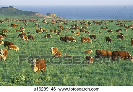 Grazing Hereford cattle View Large Photo Image Stock Photograph - Grazing Hereford cattle. Fotosearch