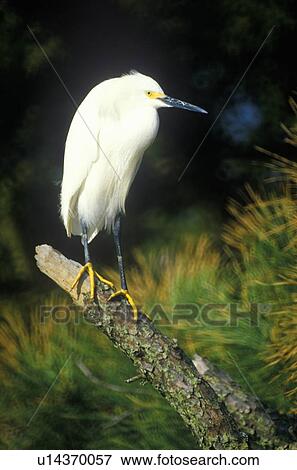 Great white Egret, Assateague National Wildlife Refuge, MD View Large Photo Image Stock Photo - Great white Egret, Assateague National Wildlife Refuge, MD. Fotosearch