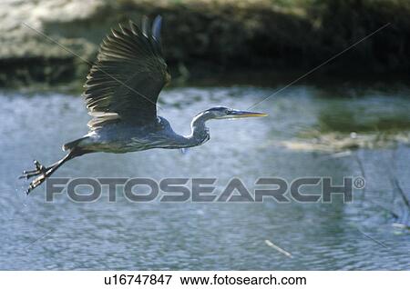 Great white Heron in flight View Large Photo Image Stock Photo - Great white Heron in flight. Fotosearch