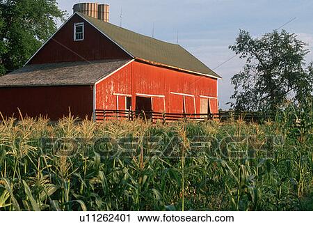 Stock Image - Green corn fields and red barn. Fotosearch